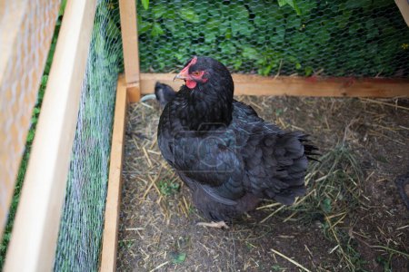 Gallina de cría con poco pollo en pajarera, en jardín de permacultura