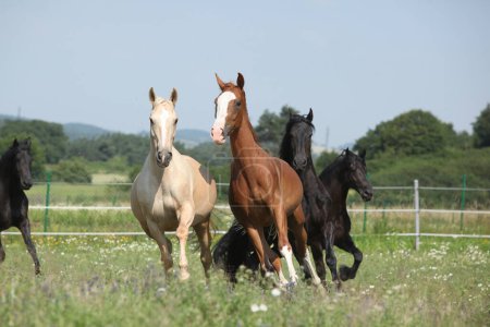 Téléchargez les photos : Kinsky et le cheval friesian courir ensemble sur le pâturage - en image libre de droit