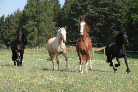 Kinsky and friesian horse running together on pasturage