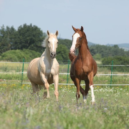 Zwei Kinsky-Pferde laufen gemeinsam auf der Weide