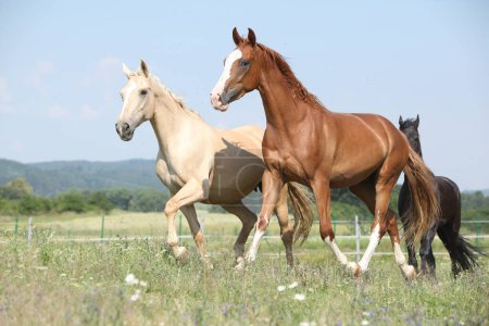 Deux chevaux Kinsky en pâturage en été