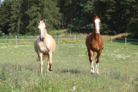 Two Kinsky horses running on pasturage in summer