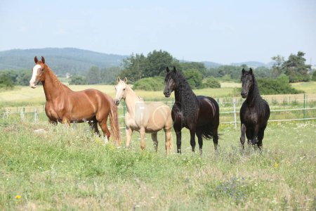 Nice friesian and Kinsky horses standing together on pasturage
