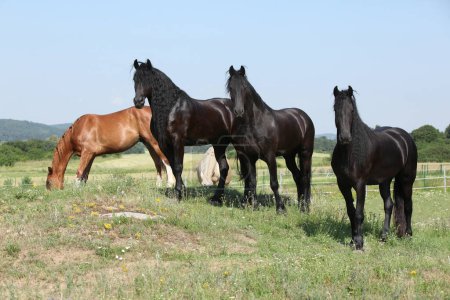 Nice friesian and Kinsky horses standing together on pasturage