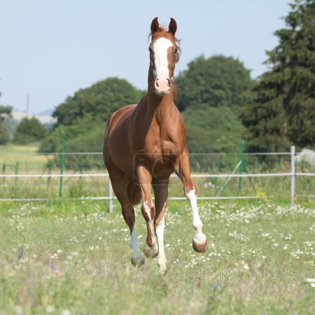 Schönes Kinsky-Pferd läuft im Sommer auf Weide