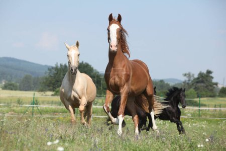Téléchargez les photos : Kinsky et le cheval friesian courir ensemble sur le pâturage - en image libre de droit