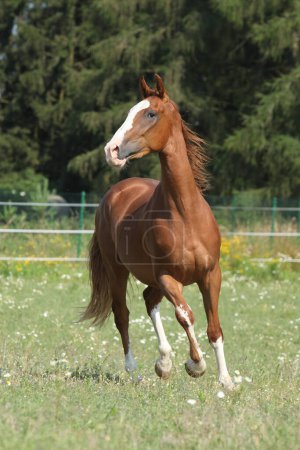 Magnifique cheval Kinsky courant sur les pâturages en été