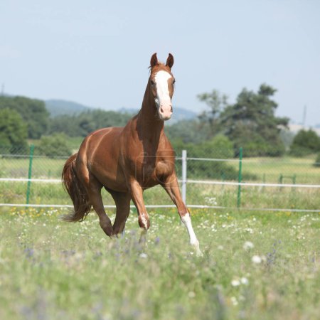 Hermoso caballo Kinsky corriendo en los pastos en verano