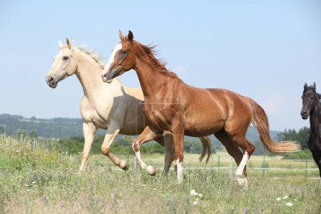 Dos caballos Kinsky corriendo en los pastos en verano