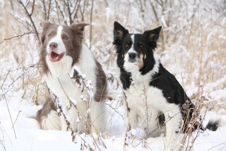 Two border collies sitting togerther in the snow