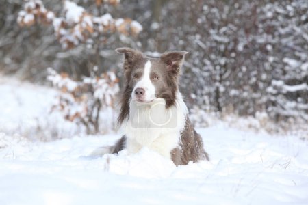 Nice border collie lying in the snow in winter