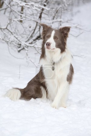 Amazing border collie sitting in the snow in winter