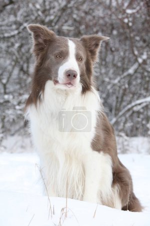 Amazing border collie sitting in the snow in winter