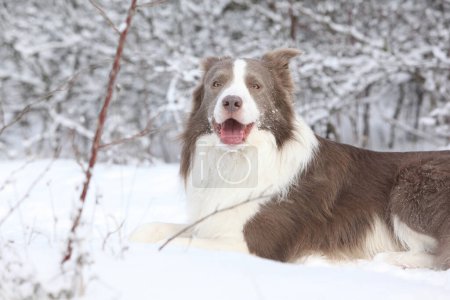 Photo for Nice border collie lying in the snow in winter - Royalty Free Image
