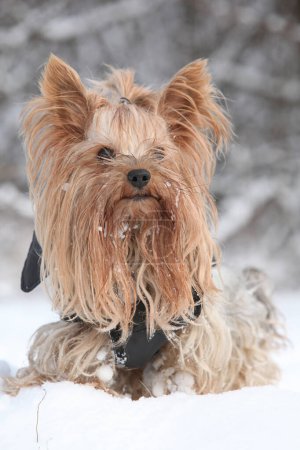 Photo for Amazing Yorkshire terrier with the snow in winter - Royalty Free Image
