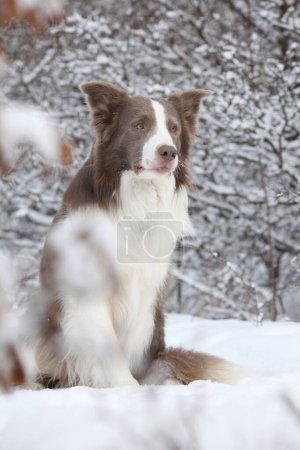 Photo for Amazing border collie sitting in the snow in winter - Royalty Free Image