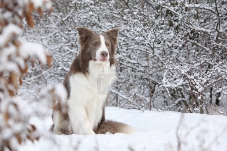 Foto de Increíble borde collie sentado en la nieve en invierno - Imagen libre de derechos