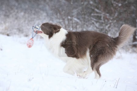 Photo for Beautiful border collie running in the snow in winter - Royalty Free Image