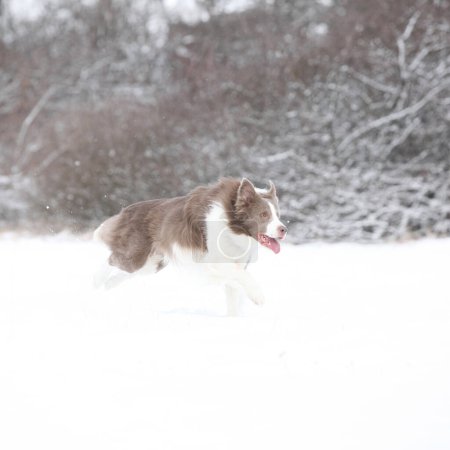 Beautiful border collie running in the snow in winter