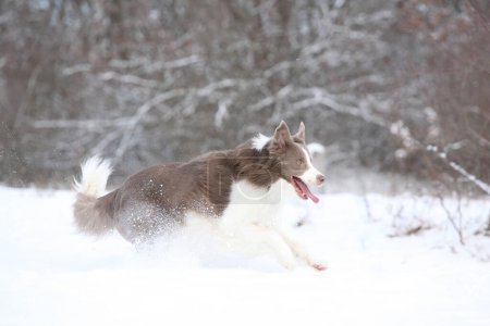 Beautiful border collie running in the snow in winter