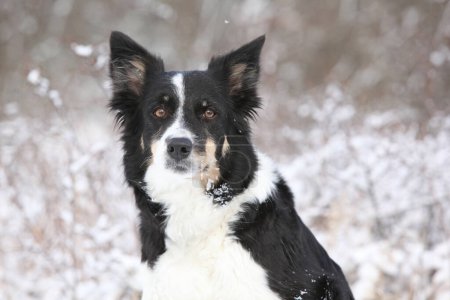 Potrait of border collie with the snow in winter
