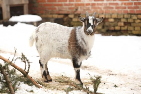 Foto de Adorable cabra de pie en la nieve en invierno - Imagen libre de derechos