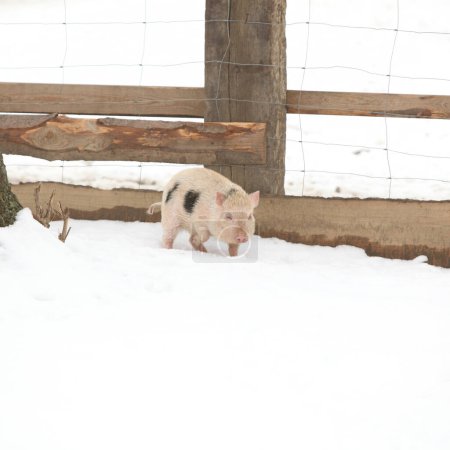Photo for Little pig moving in the snow in winter - Royalty Free Image