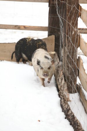 Foto de Cerdo moviéndose en la nieve en invierno - Imagen libre de derechos