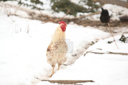 Téléchargez les photos : Coq debout dans la neige en hiver - en image libre de droit