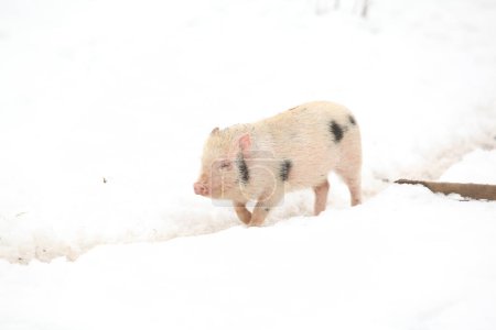 Little pig moving in the snow in winter