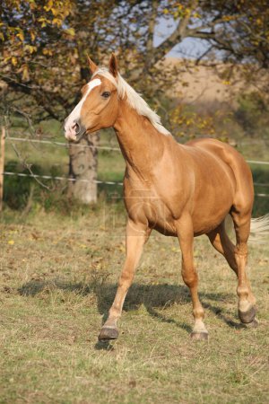 Joli cheval palomino qui court sur le pâturage en automne