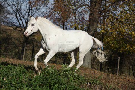 Appaloosa stallion running on pasturage in autumn