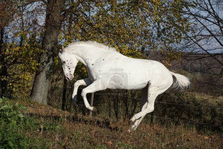 Appaloosa stallion running on pasturage in autumn