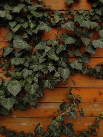 Une vue détaillée d'un lierre végétal poussant contre un mur en bois, mettant en valeur les textures et les couleurs dans la composition.