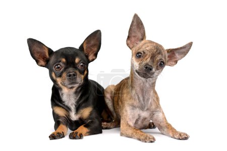 Téléchargez les photos : 2 cute Chihuahuas lying in a white photo studio - en image libre de droit