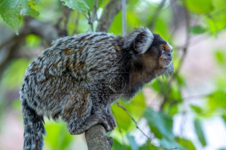 Foto de El marmoset común (Callithrix jacchus) el pequeño mono lindo. Mono orejudo blanco en la rama de un árbol. Brasil Enfoque selectivo - Imagen libre de derechos
