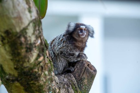 Foto de Pequeño mono en un árbol. Mono marmoset o mico estrela en portugués. Los primates más pequeños. simios humanoides. Gracioso y lindo, monos. Brasil. Enfoque selectivo - Imagen libre de derechos