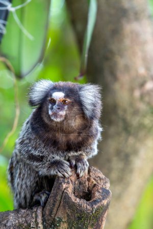 Foto de Mono en un árbol comiendo una fruta. Pequeño mono marmoset. Los primates más pequeños. simios humanoides. Monos graciosos, esponjosos y lindos. Brasil. Enfoque selectivo - Imagen libre de derechos