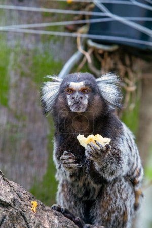 Foto de Mono en un árbol comiendo una fruta. Pequeño mono marmoset. Los primates más pequeños. simios humanoides. Monos graciosos, esponjosos y lindos. Brasil. Enfoque selectivo - Imagen libre de derechos