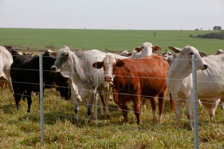 New barbed wire fence in farm with cattle in background on countryside of Sao Paulo state, Brazil
