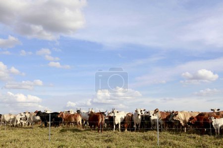Photo for New barbed wire fence in farm with cattle in background on countryside of Sao Paulo state, Brazil - Royalty Free Image