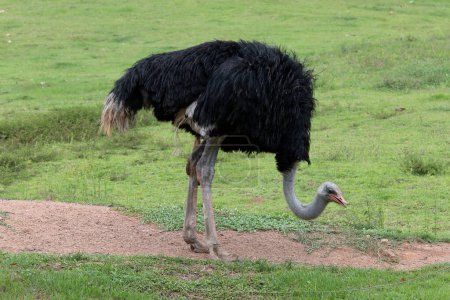 Photo for An ostrich (Struthio camelus - family Struthionidae, of flightless birds) walks in the pasture looking for food. Brazil - Royalty Free Image