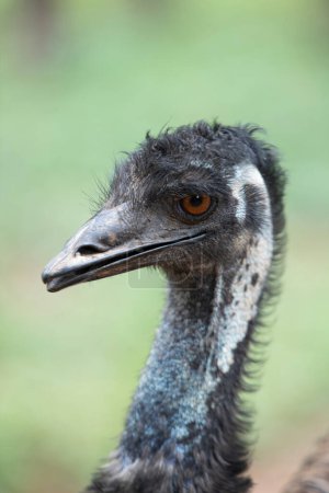 Photo for Closeup of emu, australian bird with blurred green background. Emu smiling - Royalty Free Image