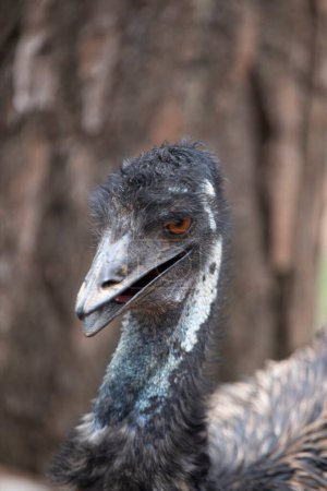 Photo for Closeup of emu, australian bird with blurred brown background. - Royalty Free Image