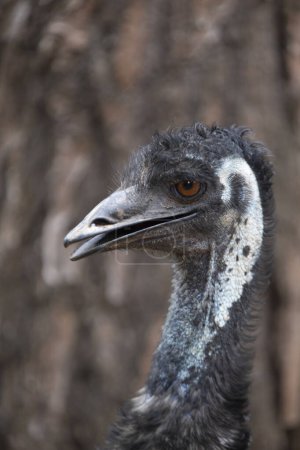 Photo for Closeup of emu, australian bird with blurred brown background. Emu smiling - Royalty Free Image