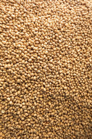 Vigna unguiculata is scientific name of Cowpea legume. Also known as haricot and Feijao de Corda. Closeup of grains, background use. 