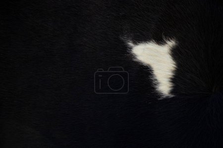 Téléchargez les photos : Laine noire courte avec une tache blanche comme fond, tapis noir de laine, poils d'animaux, fourrure - en image libre de droit