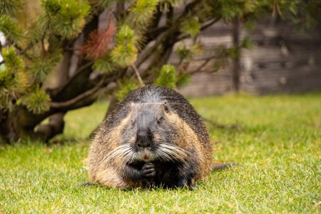 Nutria semiaquatic sits on the grass in parks in winter in Ukraine in the city of Dnepr, animals and nature of Ukraine