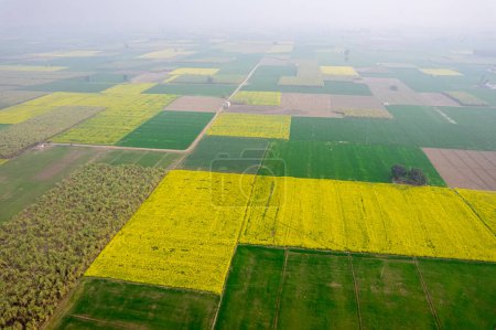 Photo for Aerial drone shot flying over yellow and green mustard feilds with clear boundaries near rajasthan punjab in India Asia - Royalty Free Image