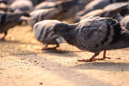 Téléchargez les photos : Plan bas de pigeons mangeant du grain du sol dans la lumière du matin doré dans le secteur 17 chandigarh Inde - en image libre de droit